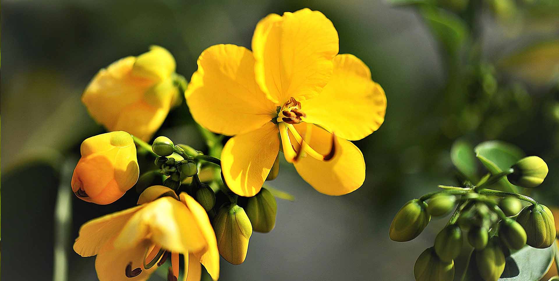 senna leaf extract