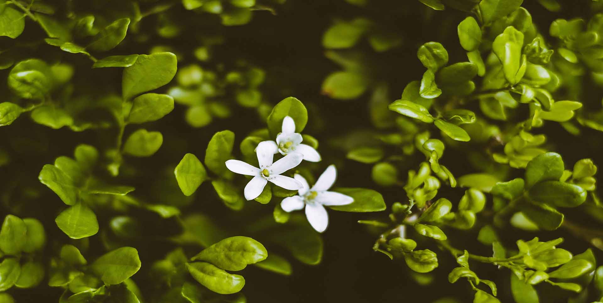 bacopa monnieri extract
