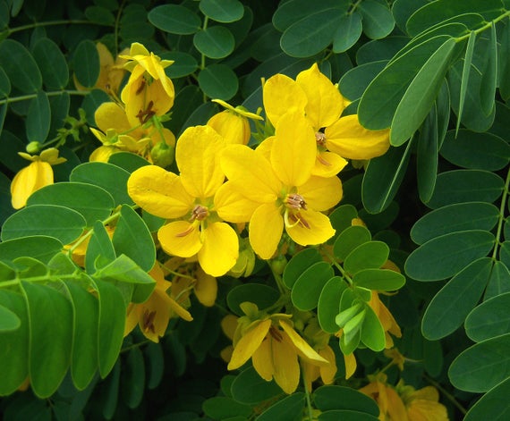 senna leaf extract exporter
