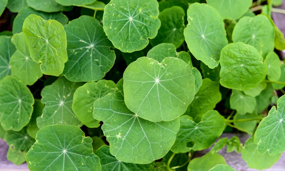 How to Choose a Reliable Centella Extract Supplier for Global Markets