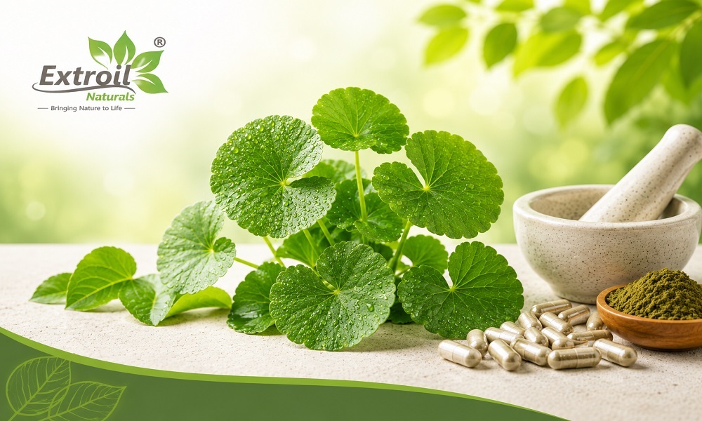 Benefits of Using High-Purity Centella Extract in Supplements