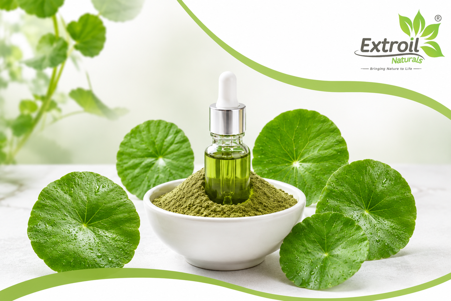 What Makes a High-Quality Centella Asiatica Extract